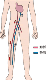 静脈動脈の説明図